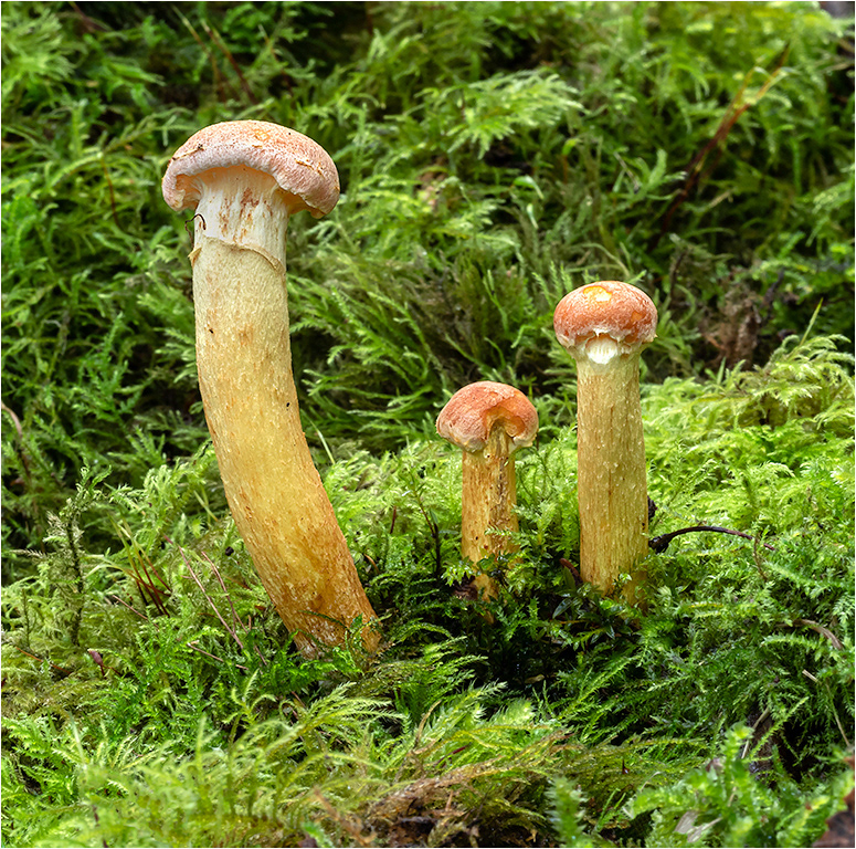 Hypholoma