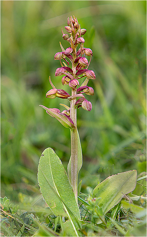 Frog Orchid