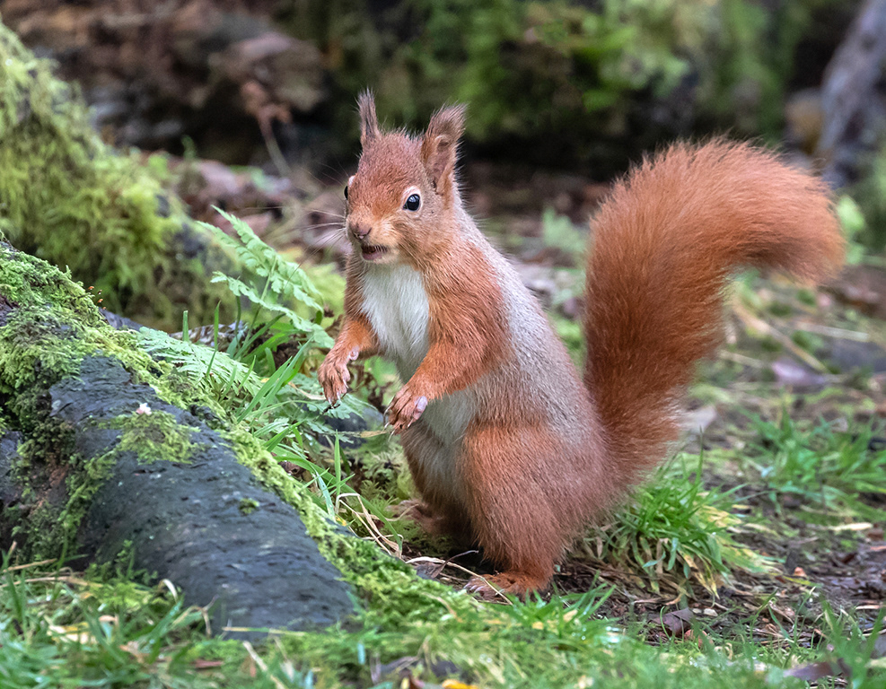Red Squirrel