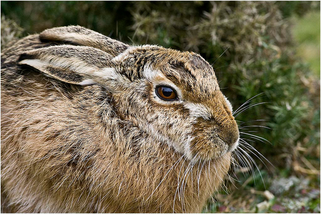 Hares