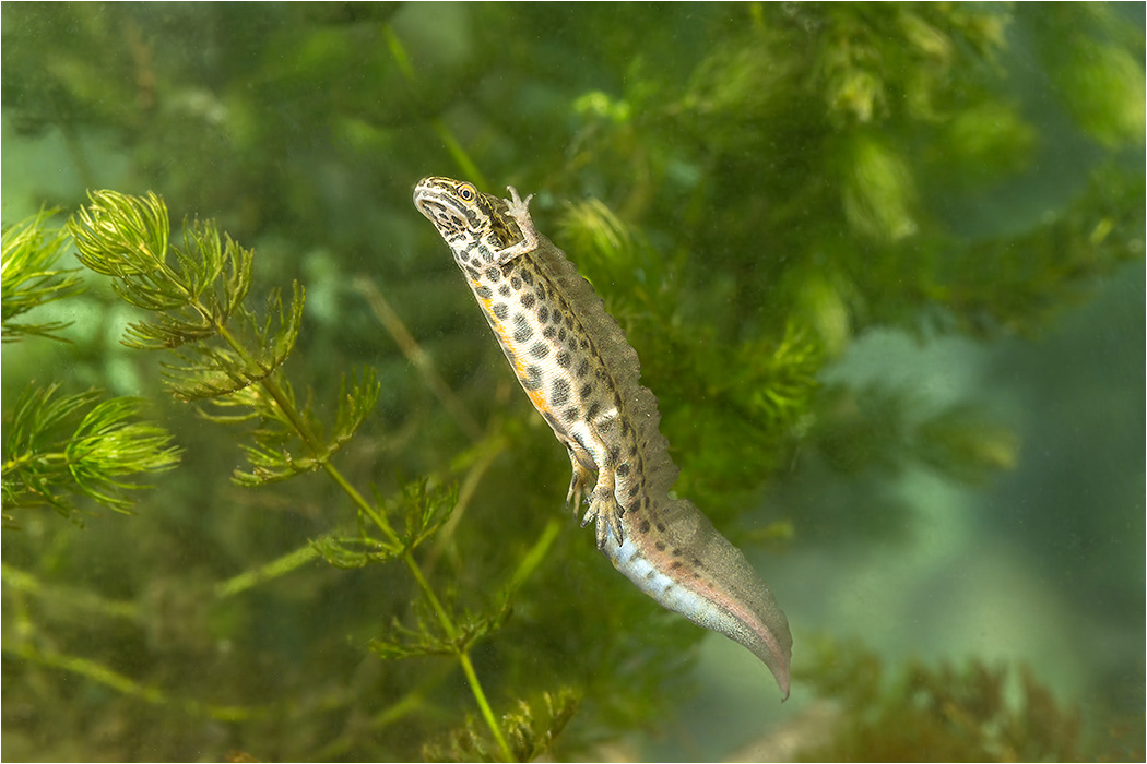 Smooth Newt - Male