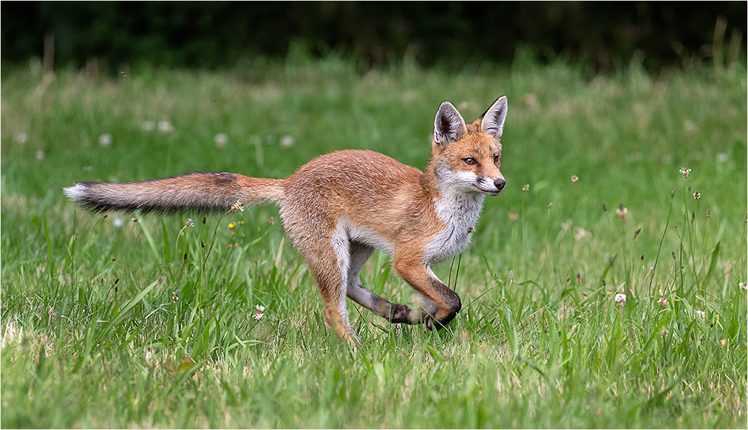 Fox
