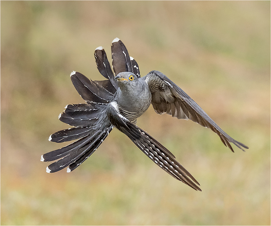 Cuckoo