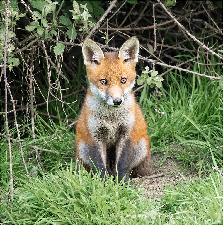 Fox Cub