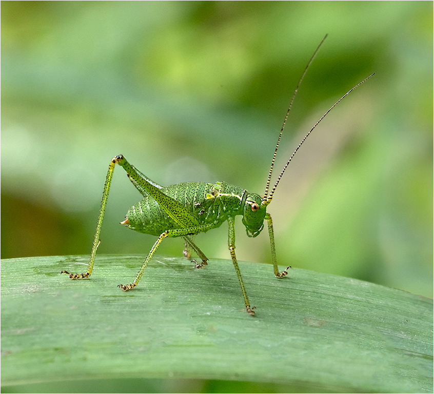 Imature Speckled Bush Cricket