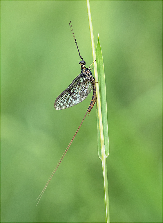Mayfly