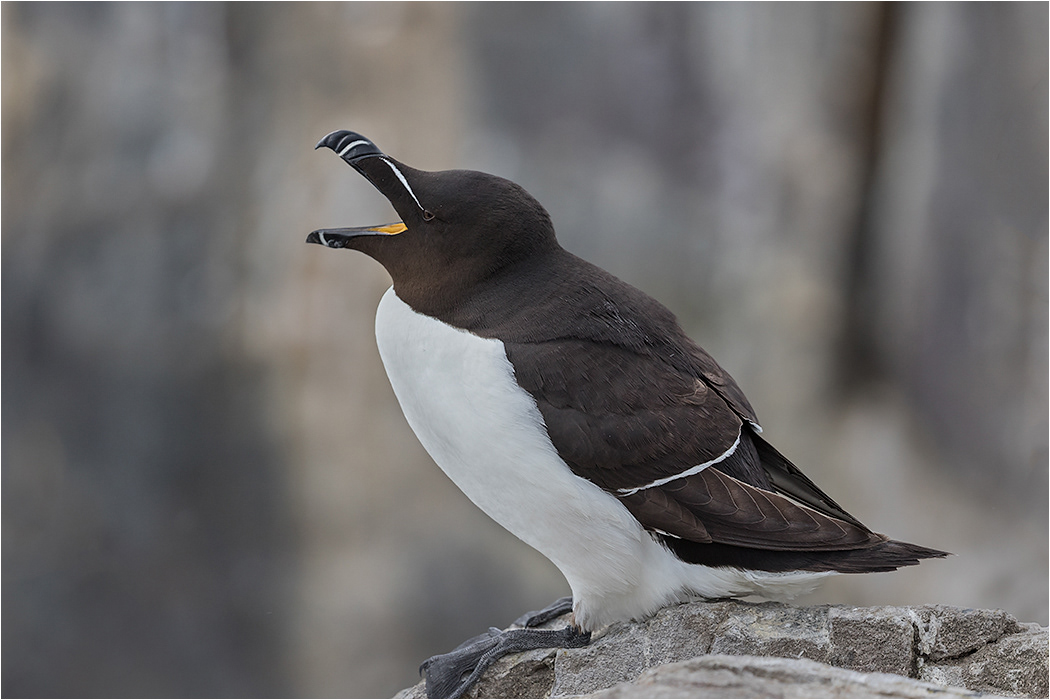 Razorbill