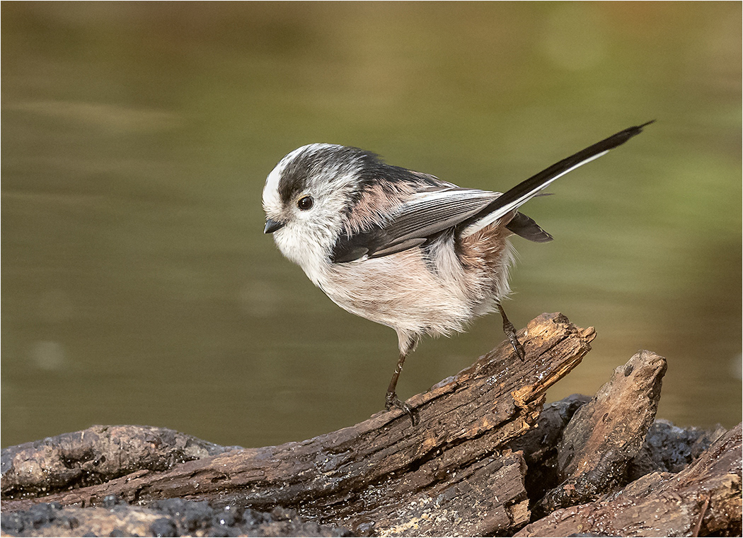Long Tailed Tit