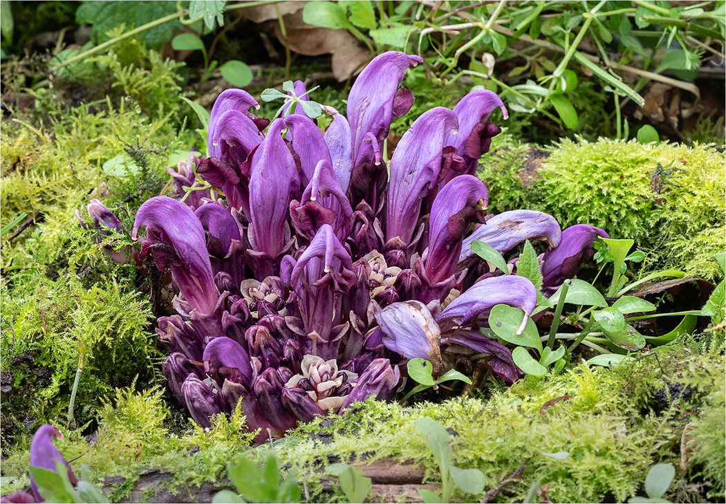 Purple Lousewort