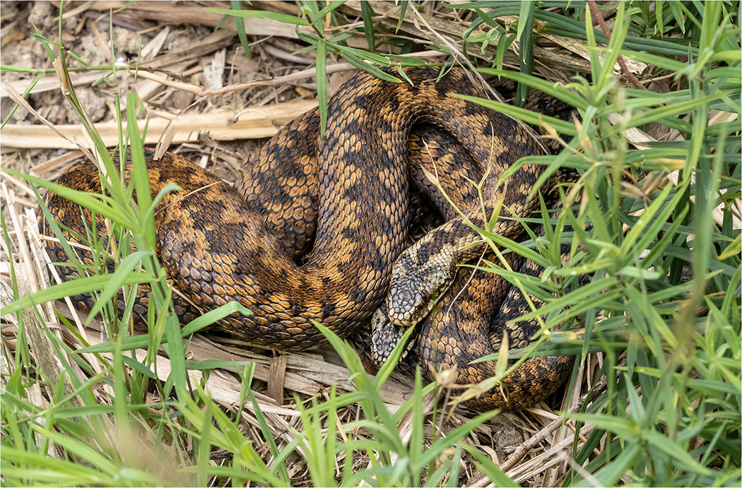Female and Male Adders