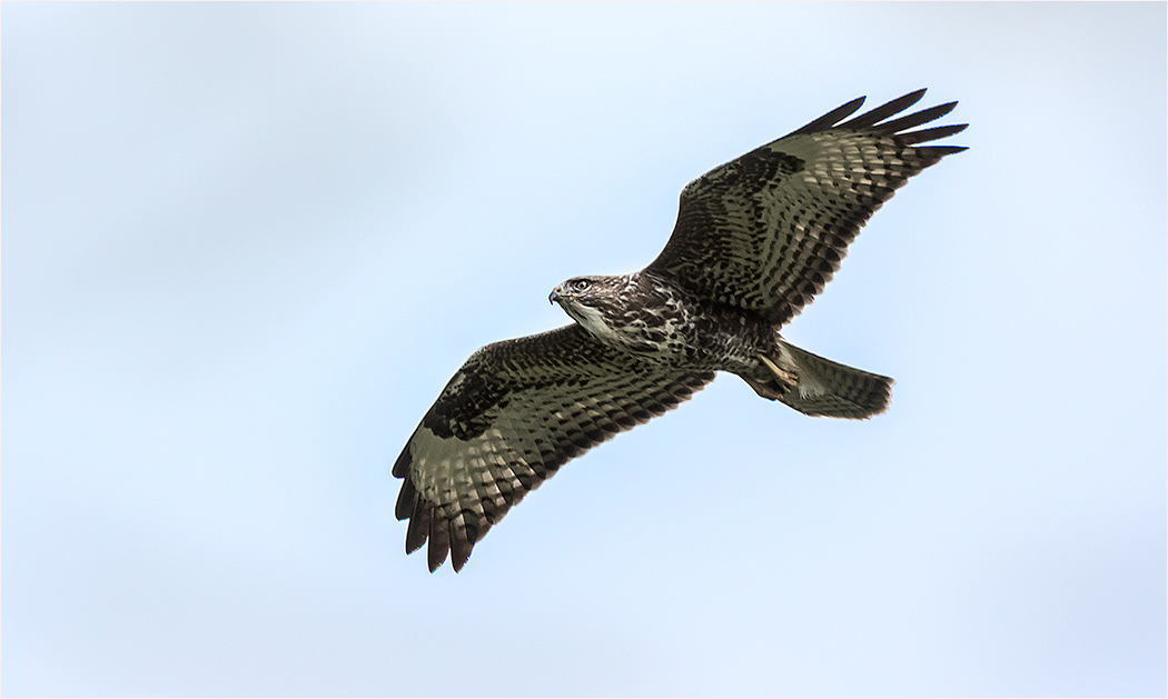 Buzzard