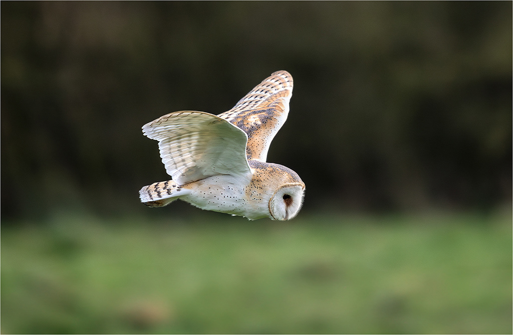 Barn Owl