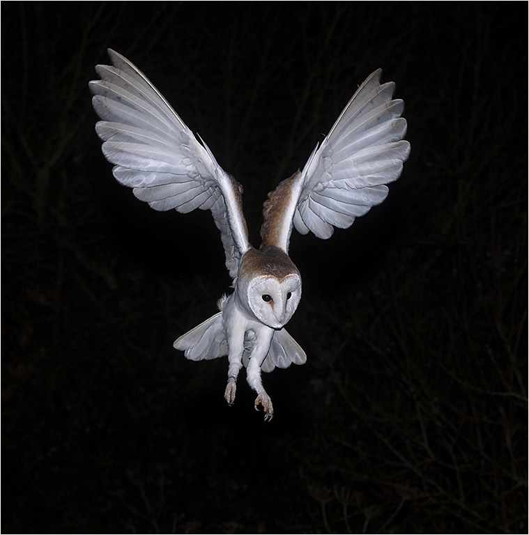 Barn Owl