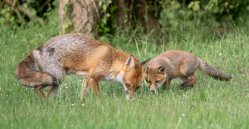 Vixen and Cub