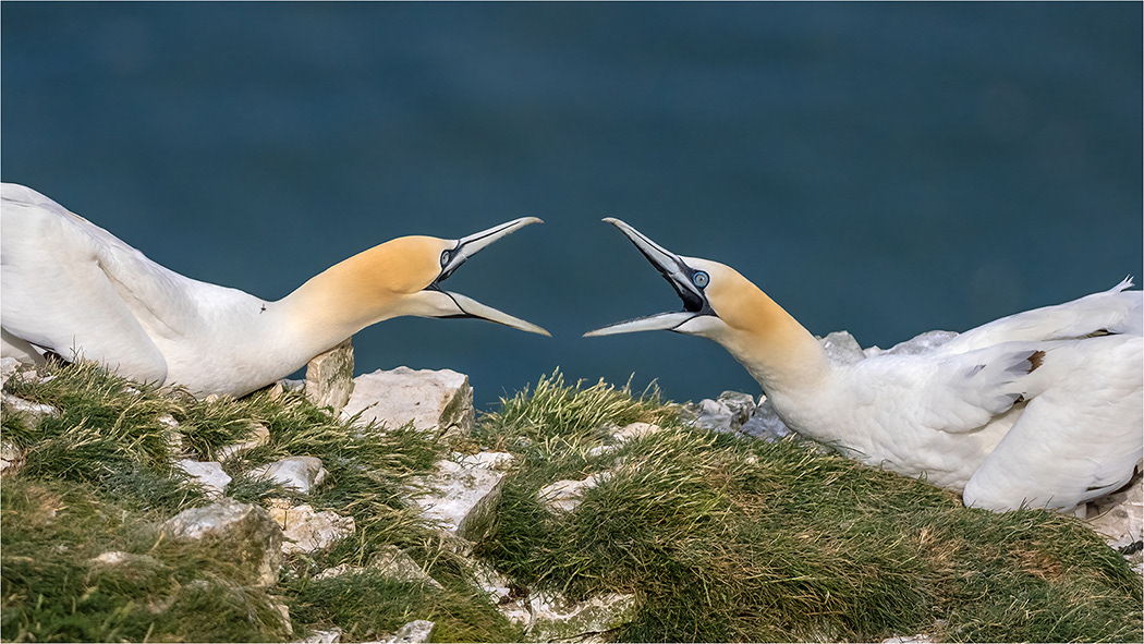 Gannets showing Aggression