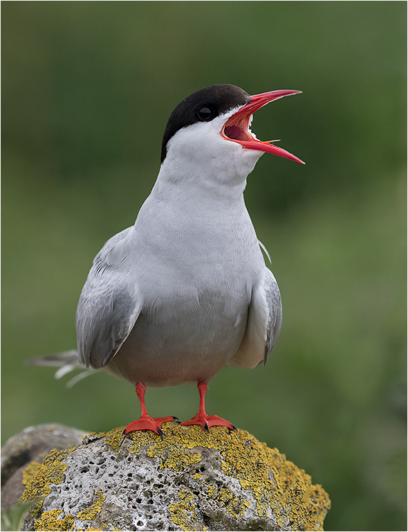 Arctic Tern