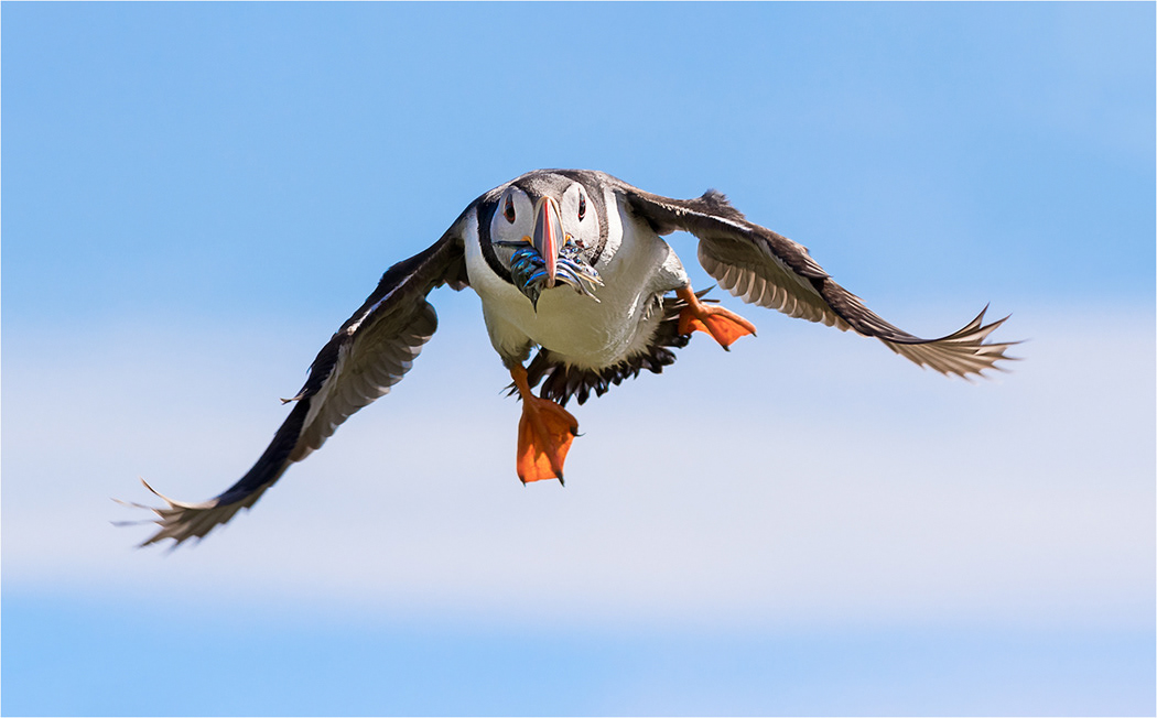 Puffin in Flight