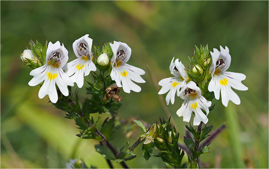 Eyebright