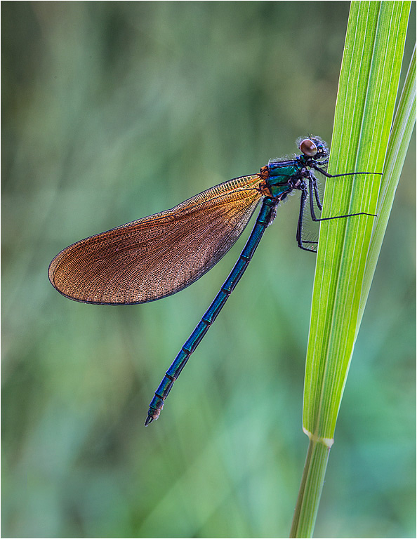 Beautiful Demoiselle - Male