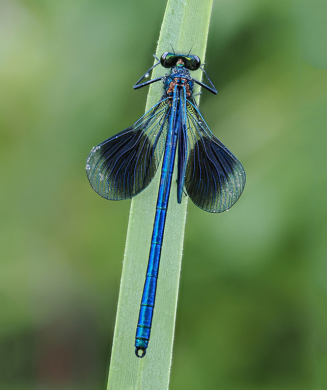 Male Banned Demoiselle
