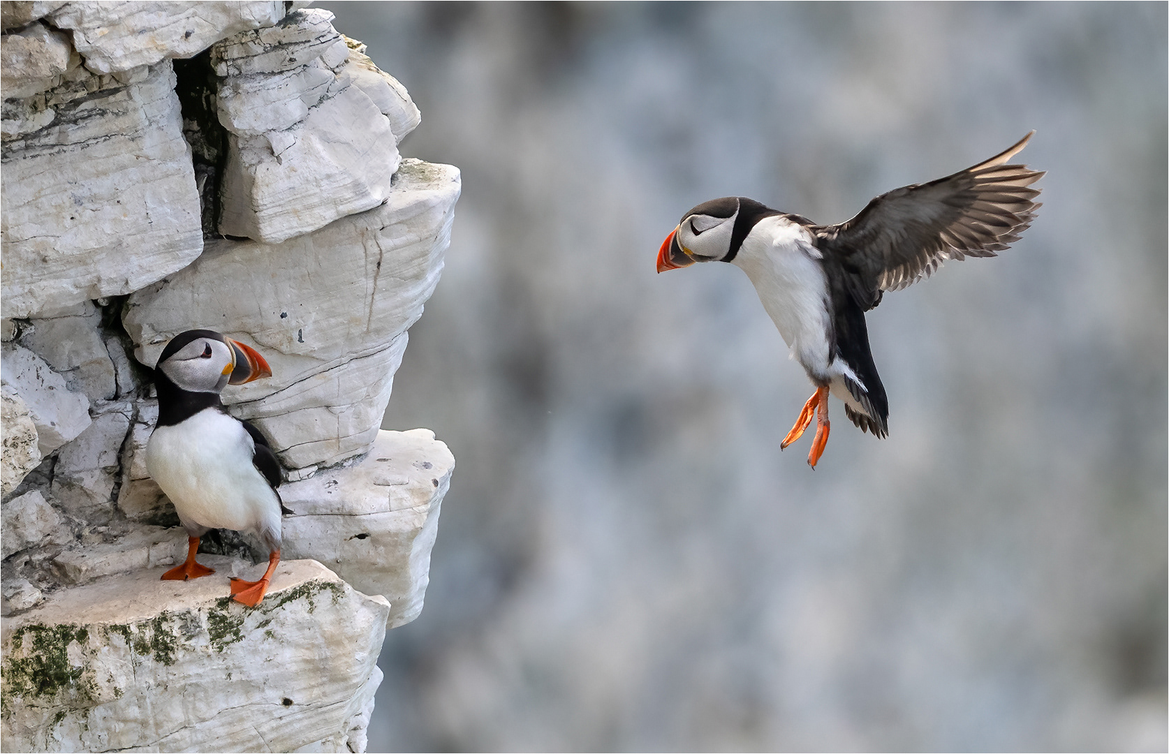 Bempton 3