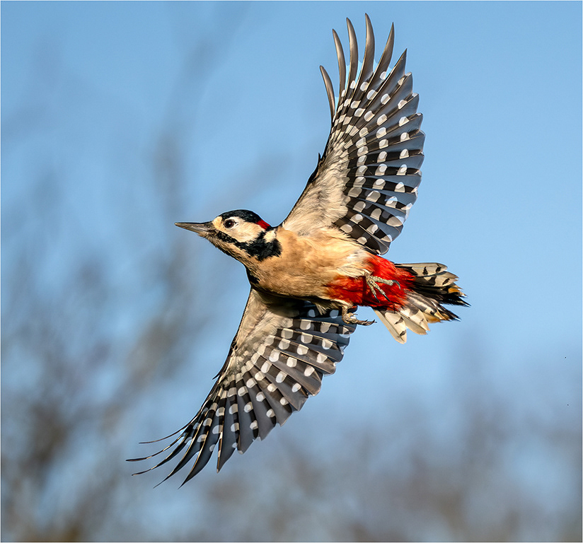 Great Spotted Woodpecker
