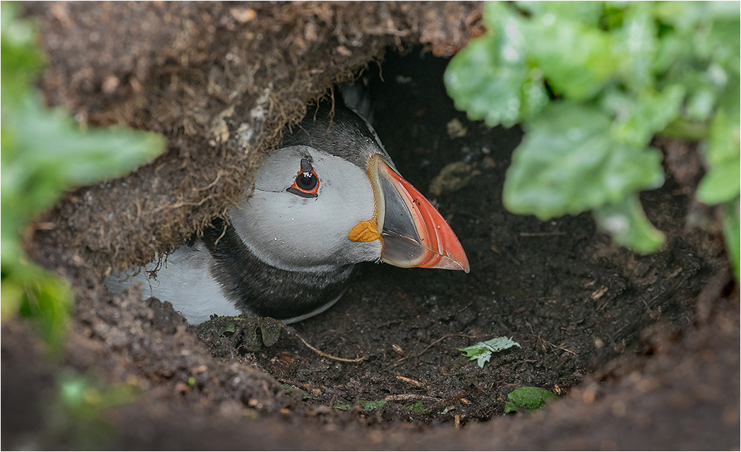 Puffin in Hole