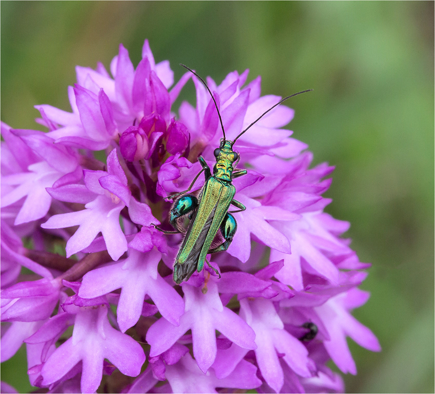 Thick Thighed Beetle on Pyramidal Orchid
