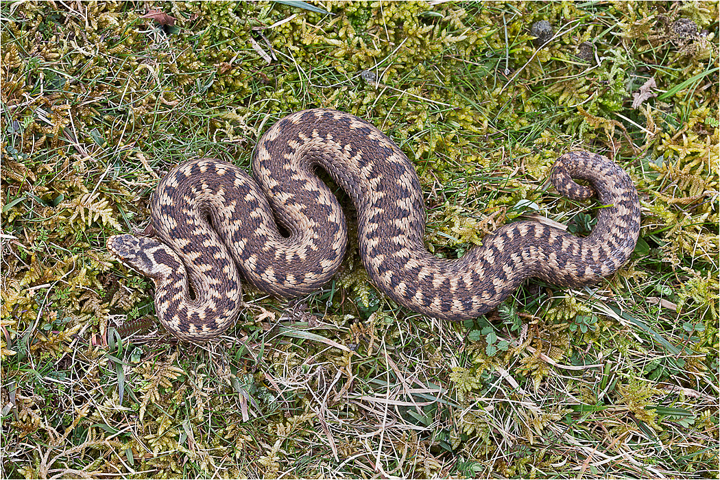 Adder - Female