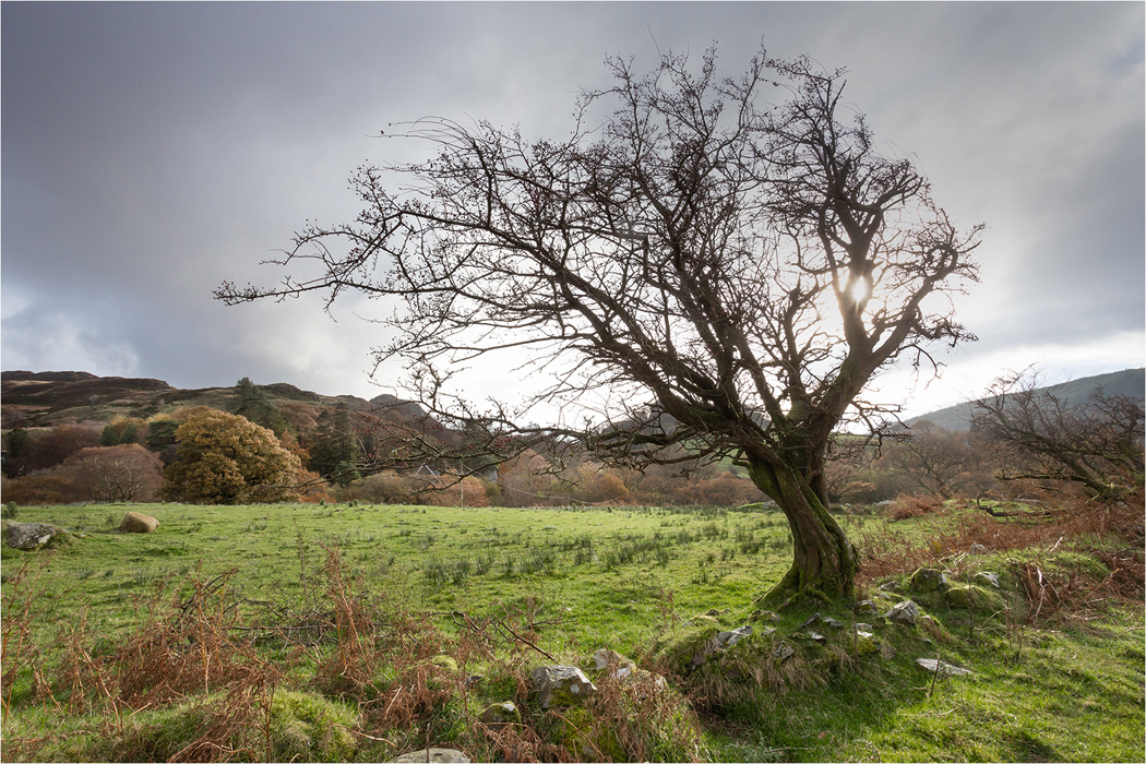 Snowdonia - Twisted Tree
