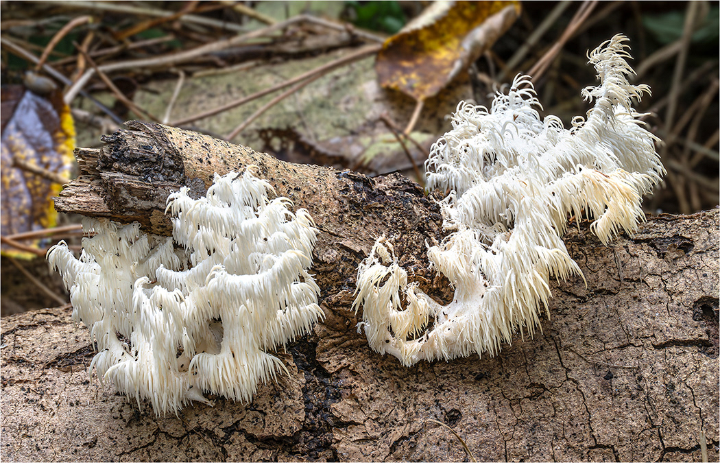 Fungi 6 -Coral Tooth Fungi - Hericium Coralloides