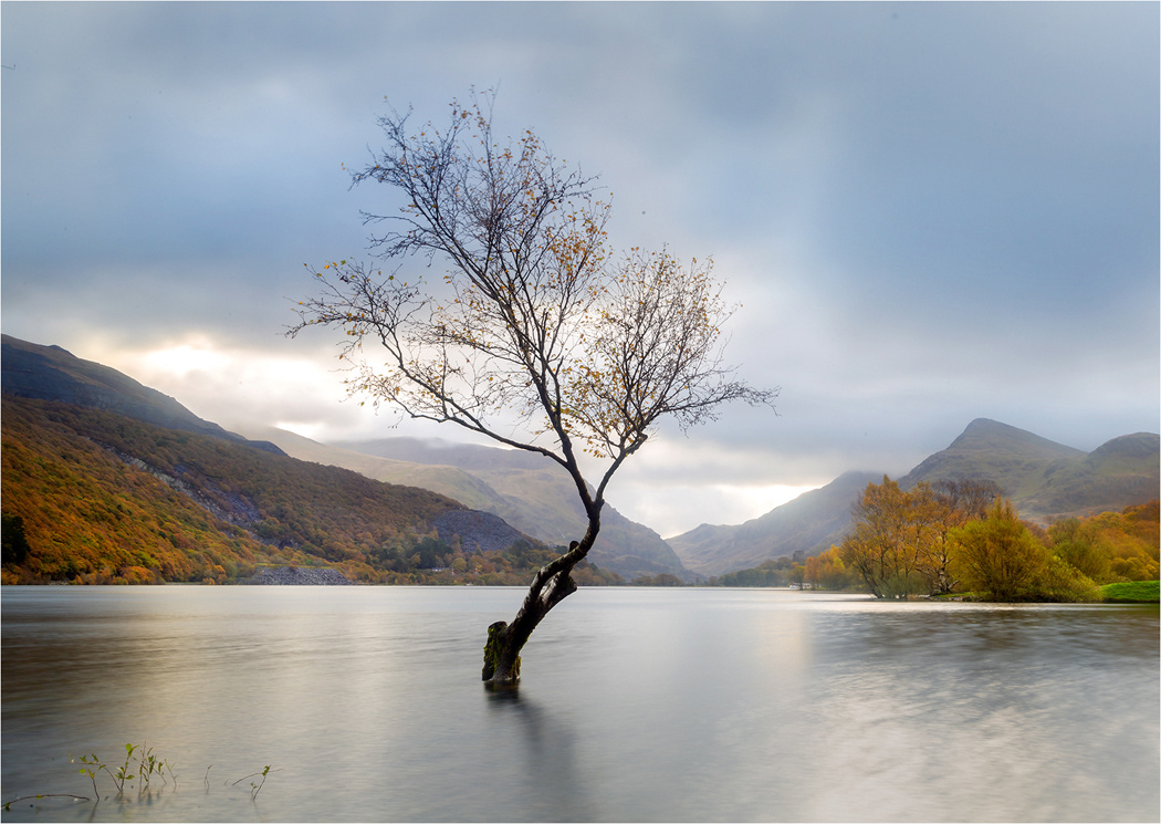 Snowdonia - Lyn Padarn Tree