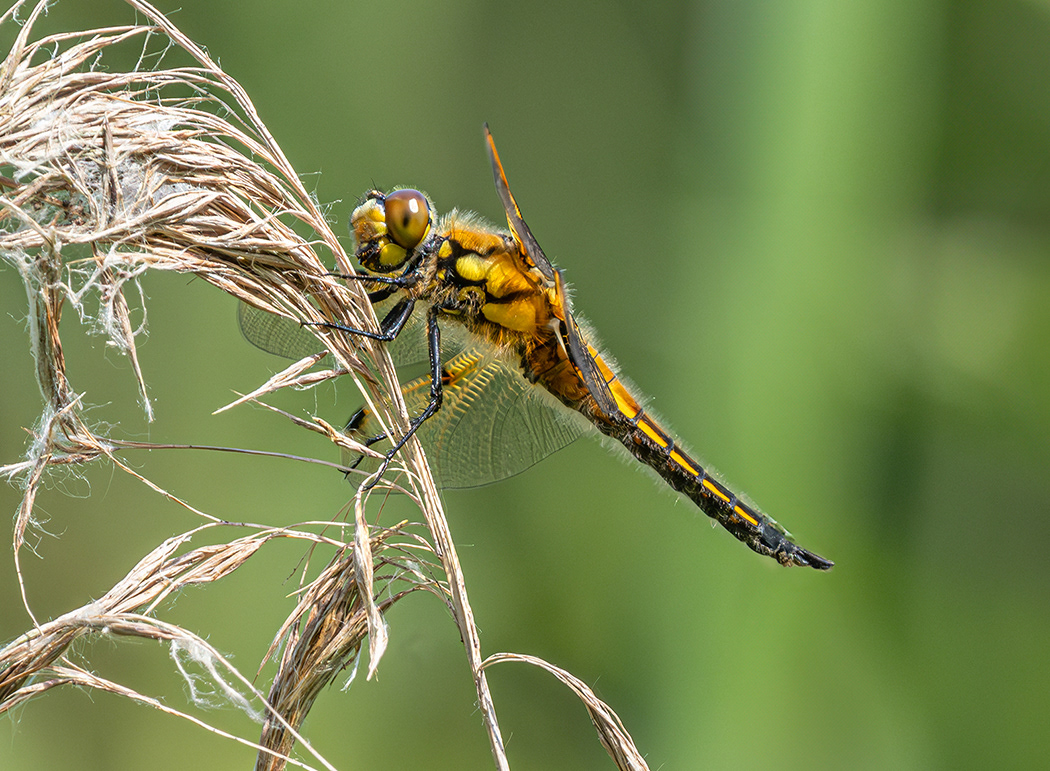 Dragonfly resting