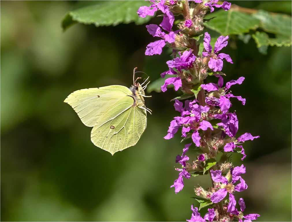 Brimstone in Flight
