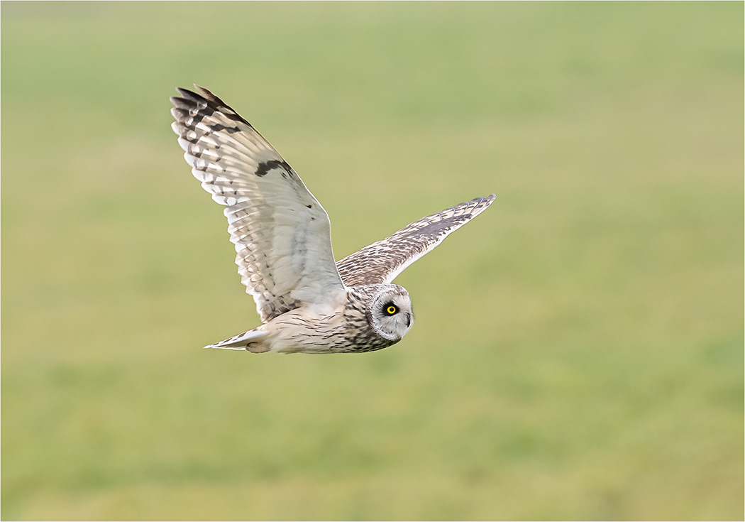 Short Eared Owl in Flight