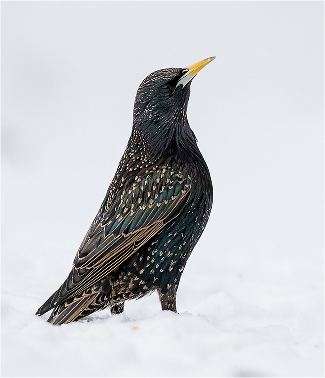 Starling