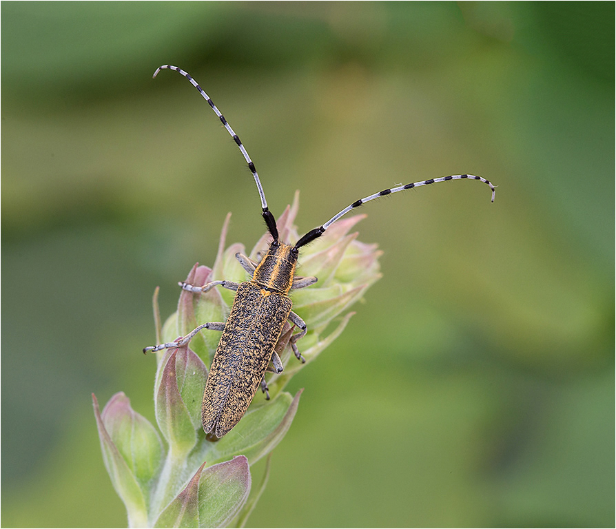 Long Horned Beetle