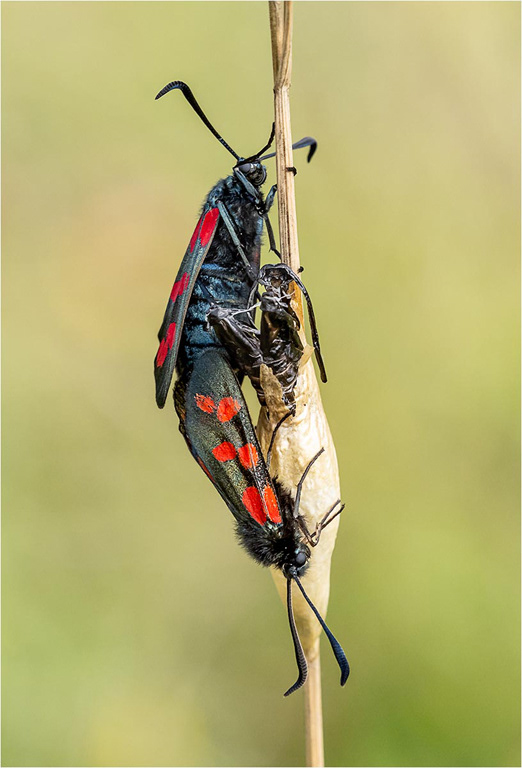 Mating Six Spot Burnet Moths