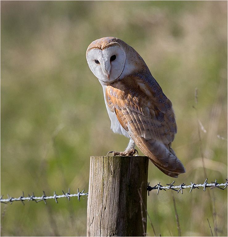 Barn Owl