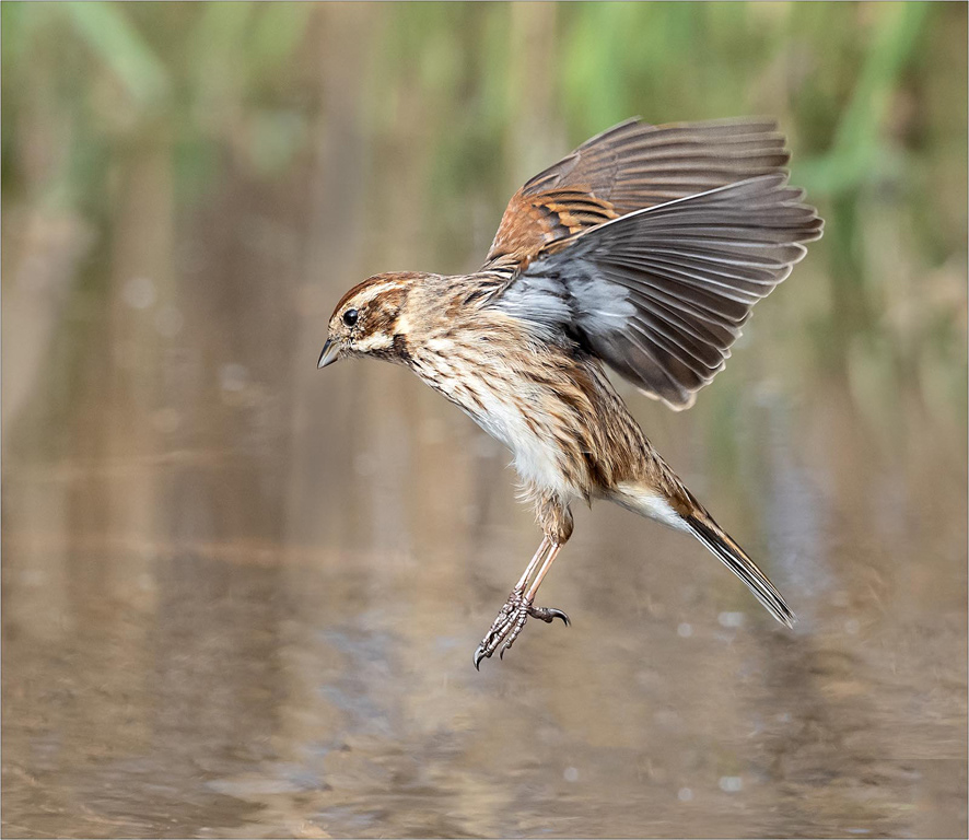 Reed Bunting - Female