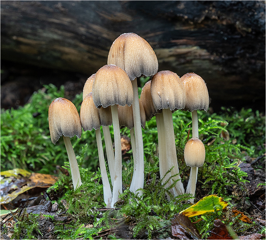 Glistening Ink Caps
