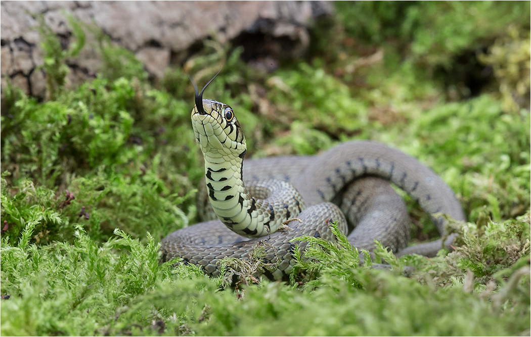 Grass Snake