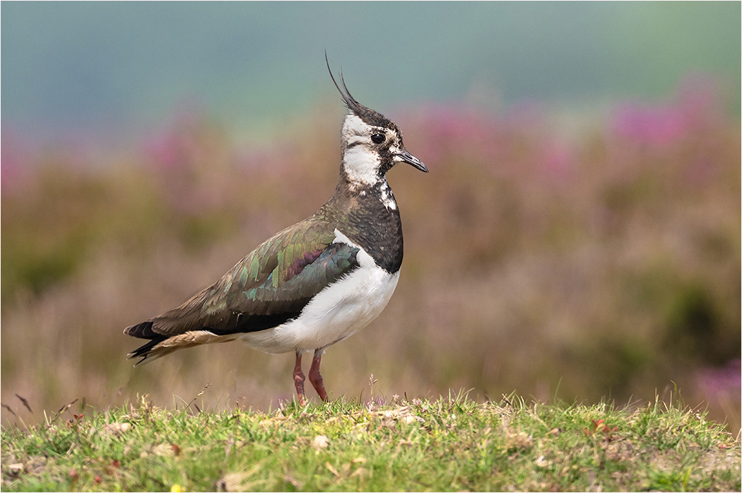 Lapwing