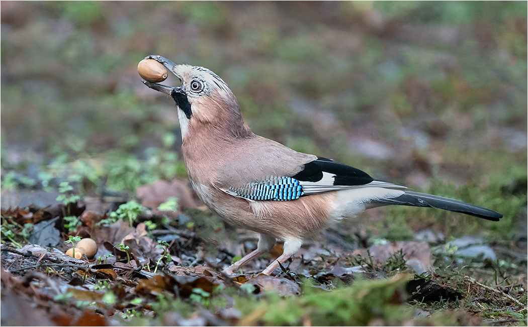 Jay