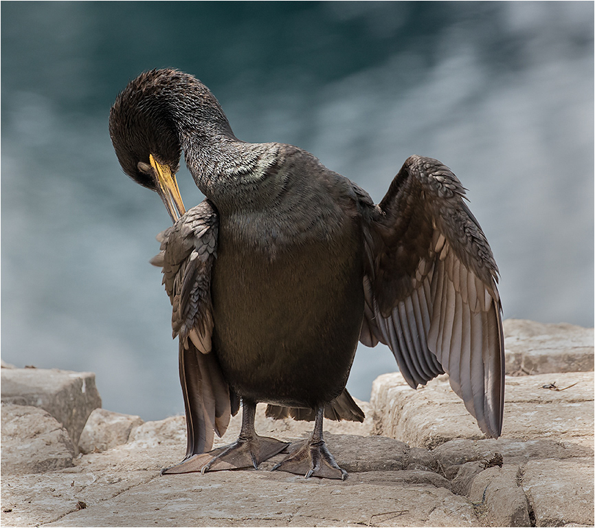 Shag Preening