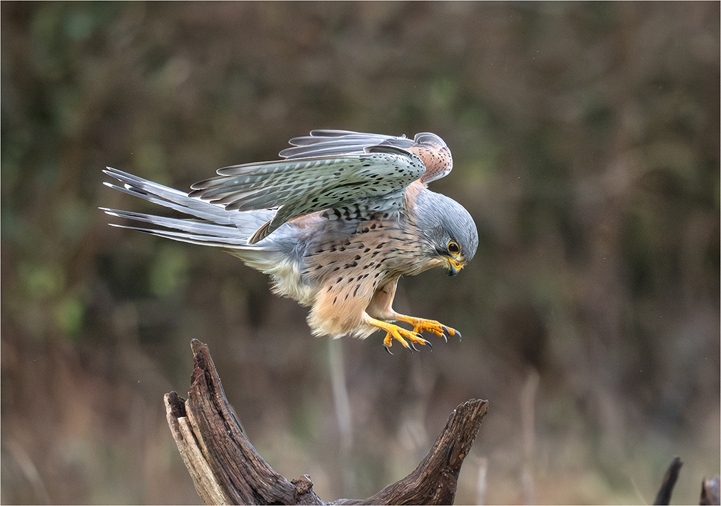 Male Kestrel