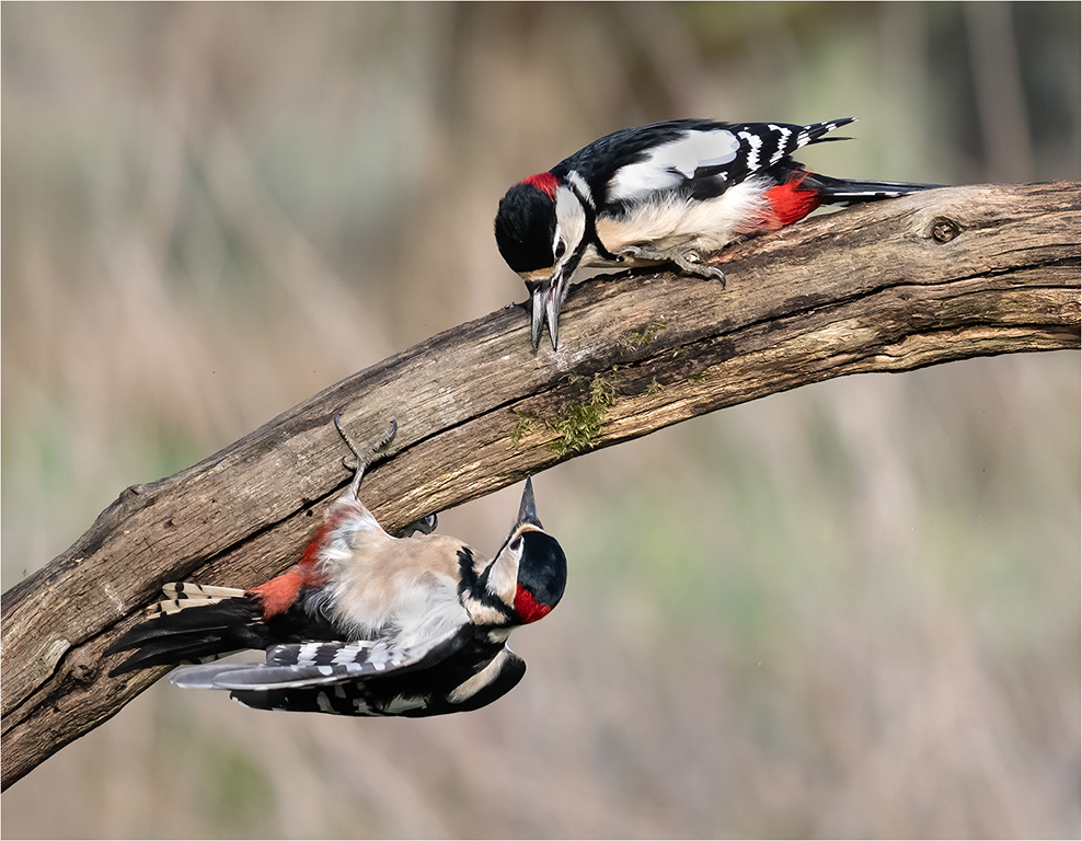 Woodpeckers