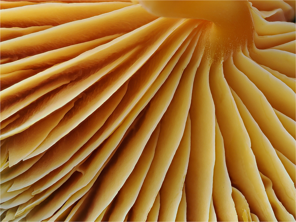 Underside Gills of Waxcap