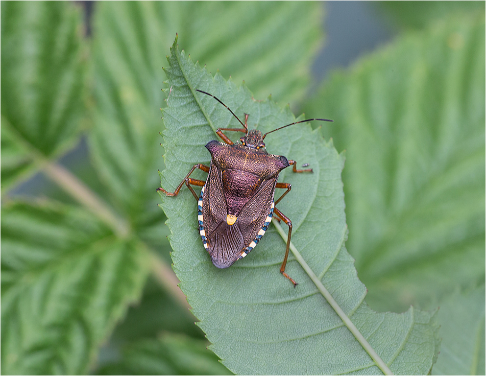 Red Legged Shield Bug