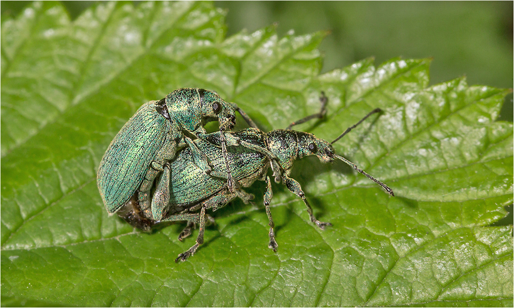 Weevil - Pair Mating